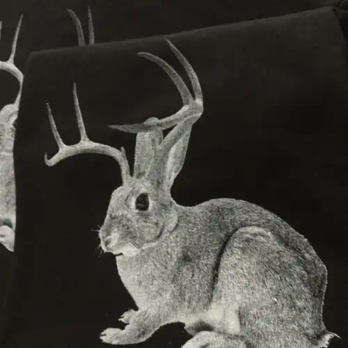 Jackalope – Image 2